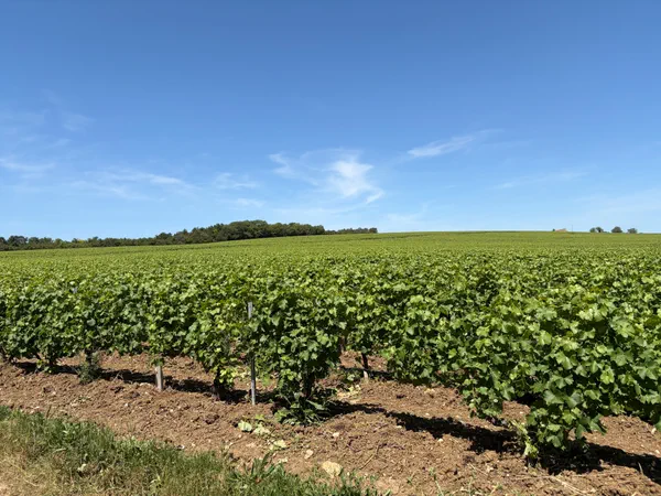 pouilly et sa charmante balade au coeur des vignes