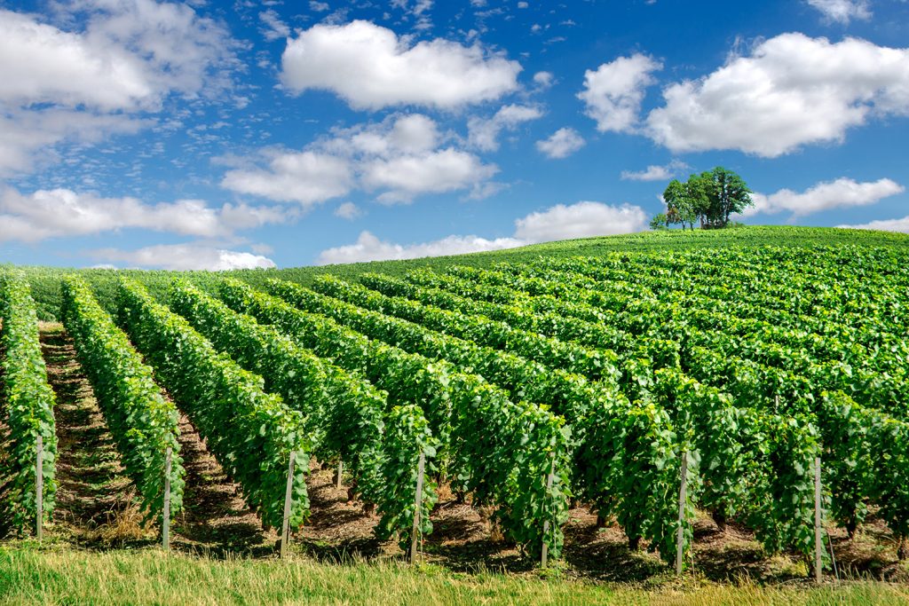 week end dans les vignobles de champagne